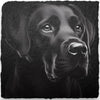 Dog Themed Slate Coasters (H-L)